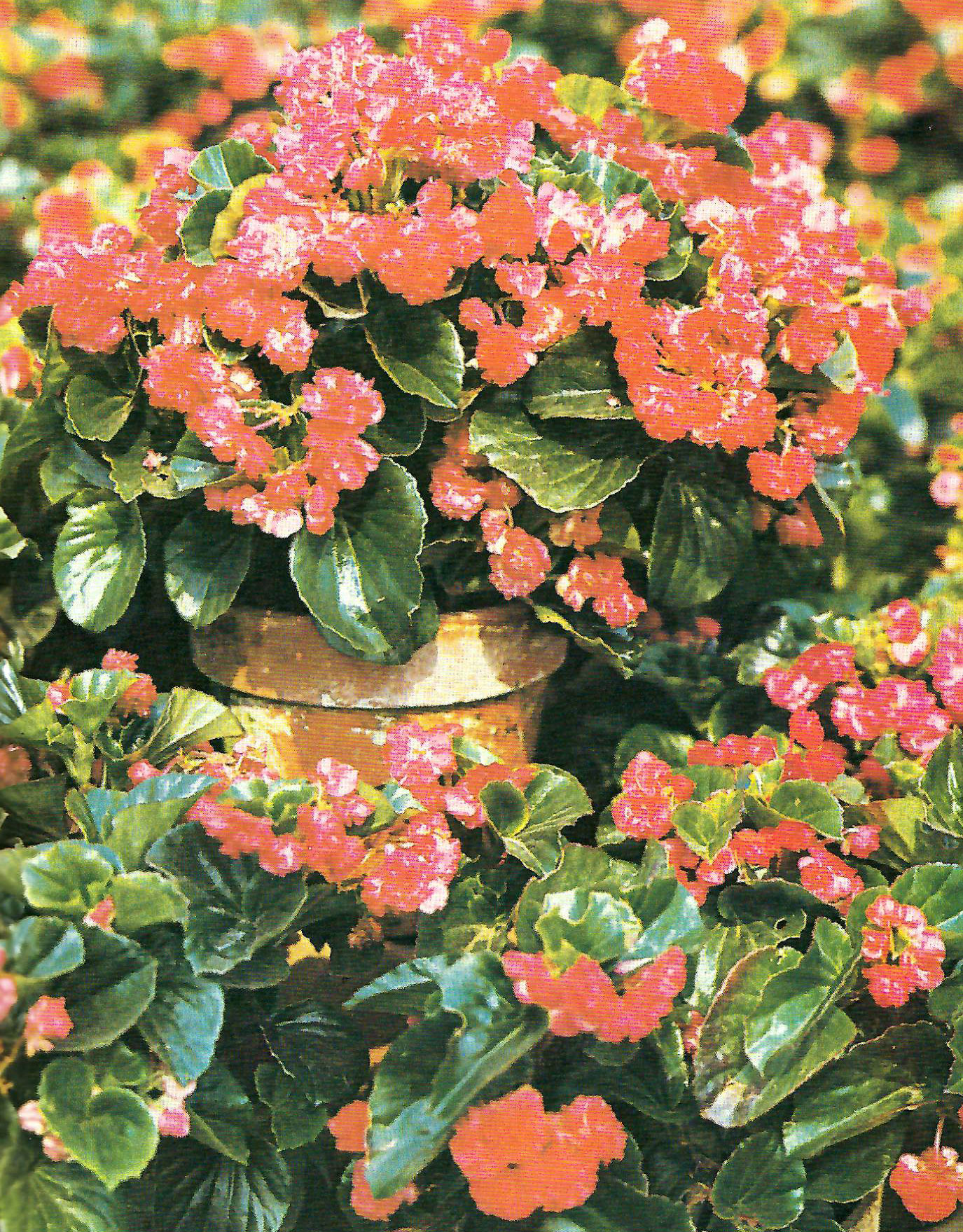 B. ‘Hioogi’